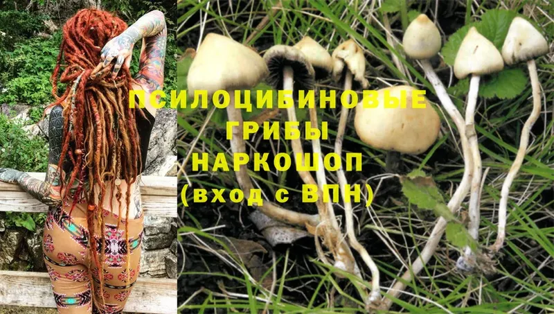 MEGA вход  Углегорск  Псилоцибиновые грибы Psilocybe  наркотики 